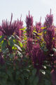 Amaranth growing on St. Paul campus, University of Minnesota.