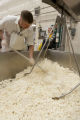 Making cheddar cheese in the Pilot Plant in the Food Science and Nutrition Building, St. Paul campus, University of MInnesota.