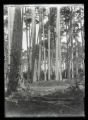 Norway Pine woods on Norway Beach, background for Chipmunk group