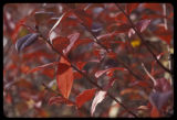 Blueberry plant in fall color.