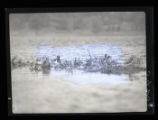 Ring-necked Duck