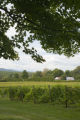 Lincoln Peak Vineyard and Winery, New Haven, Vermont.