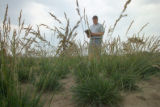 Perennial ryegrass variety development and winter hardiness testing. Research plots on St. Paul Campus, University of Minnesota.