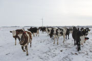 The first non-laboratory system in the world to transform wind energy to ammonia fertilize. University of Minnesota, West Central Research and Outreach Center, Morris.