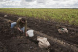 Potato breeding, harvest. University of Minnesota potato breeding plots at the Williston Research Extension Center in North Dakota.