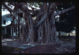 Housing, natural Banyan tree