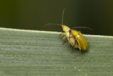 Corn rootworms mating.