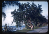 Bursera, Palm Beach
