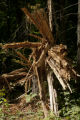 Blow down of old red and white pines on the Chippewa National Forest, Minnesota, in July, 2012.