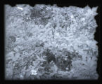 Hermit Thrush nest and eggs