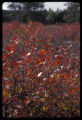 Blueberry plant in fall color.