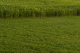 Corn field in Carver County, Minnesota, near Cologne, on U.S. Hwy. 212.