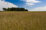 Production field of perennial ryegrass seed, near Roseau, Minnesota at the Magnuson Research Farm.