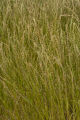 Perennial ryegrass plots, University of Minnesota research near Roseau, Minnesota at the Magnuson Research Farm.