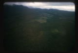 Forest and muskeg between Ketchikan and Juneau, Alaska