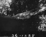 Flight 36 image 1228