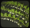 Polygonatum commutatum (Polygonatum biflorum) in fruit