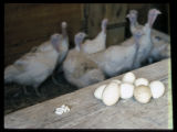 Turkey reproduction research.