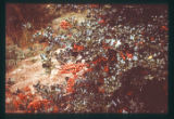 Plant and man slides Lectures 28-30. English Holly, Oregon