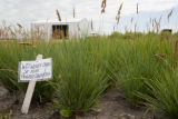 Prairie junegrass selections from Werner Dunes in southeast Minnesota.