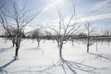 Extremely cold hardy apple varieties under development by University of Minnesota researchers with the Minnesota Agricultural Experiment Station.