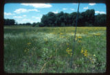 Mickelson Farm old field strip 0, post 0