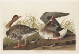 Plate 286 (Plate CCLXXXVI), White-fronted Goose