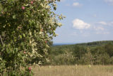 Old apple trees overlooking Lake Superior.
