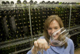 Katie Cook, Enology Project Leader doing sensory evaluation of Minnesota wines at the Horticultural Research Center.
