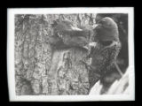Flicker feeding young at hole