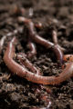 Earth worms. Earth worms.