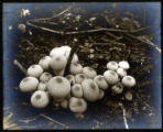 Lycoperdon gemmatum (Calvatia utriformis)