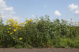 Michael (Mikey) Kantor and perennial sunflower breeding plots on the University of Minnesota's St. Paul campus.