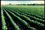 Soybean field next to Redwood County town, Minnesota