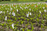 Corn research at The University of Minnesota, Southern Research and Outreach Center, Waseca.