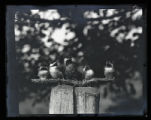 Black-capped Chickadees, four young and one adult