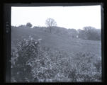 Background, wolfberry on hillside