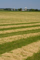 Mid-July scene of dairy farm in Stearns County, Minnesota.