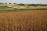 Dairy farms in Wabasha County, near the bluffs overlooking Lake Pepin.
