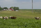 Normande dairy cows eating Sudan grass on farm near Jordan, Minnesota, the Riesgraf family.