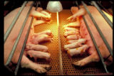 Sow and piglets in farrowing crate. U of Minnesota, North Central Experiment Station, Grand Rapids. Minnesota Agricultural Experiment Station research project. Principal investigators: William Rempel, William Boylan, C. Louis, Steve Cornelius and E. Gallant.
