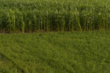 Corn field in Carver County, Minnesota, near Cologne, on U.S. Hwy. 212.