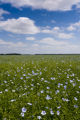 Flax field near Roseau, Minnesota.