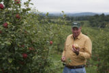 Honeycrisp apple orchard in Pennsylvania.