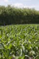 Field plots of alternative, bio-energy crops. University of Minnesota, Southern Research and Outreach Center, Agricultural Ecology Research Farm.