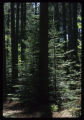 Balsam fir and red pine.