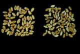 MinnesotaBrite' barley, left. Scab infected variety, right.
