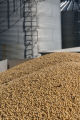 Just-harvested soybeans going from wagon into grain bin on farm near Northfield, Minnesota.