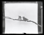 Blue Jays, two juveniles on branch