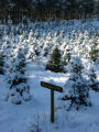 Balsam fir covered with snow at Christmas tree farm, Anoka County, Minnesota.
